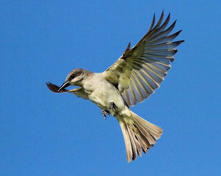 Photo of Gray Kingbird also know as Petchary